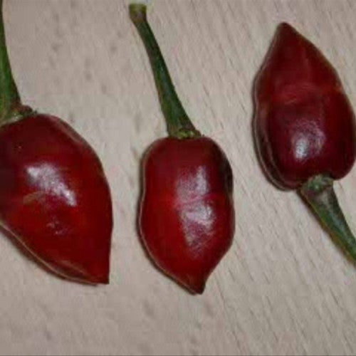 Pimenta Morango - C chinense