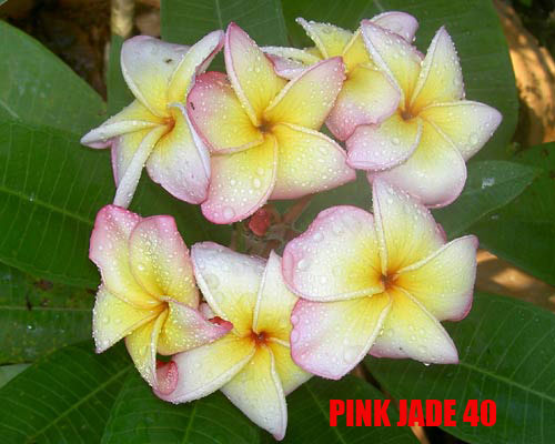 Plumeria -  Pink Jade