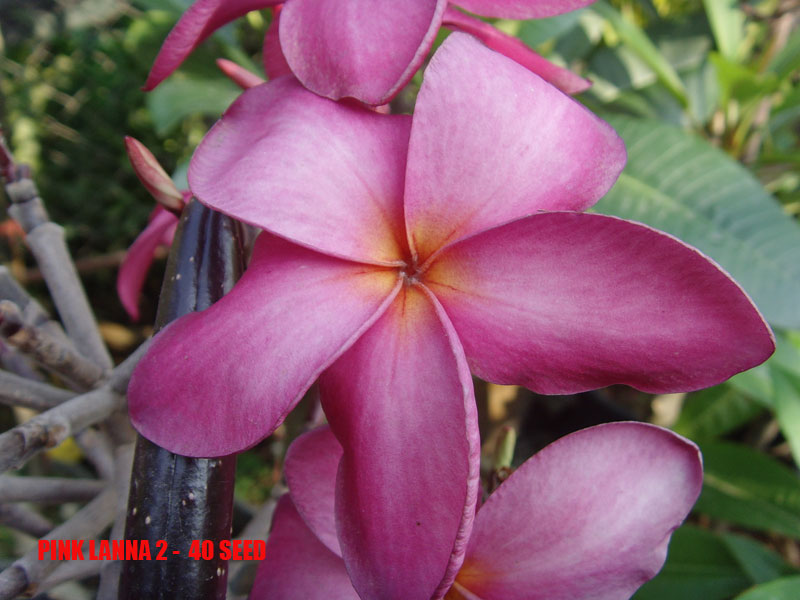 Plumeria -  Pink Lanna