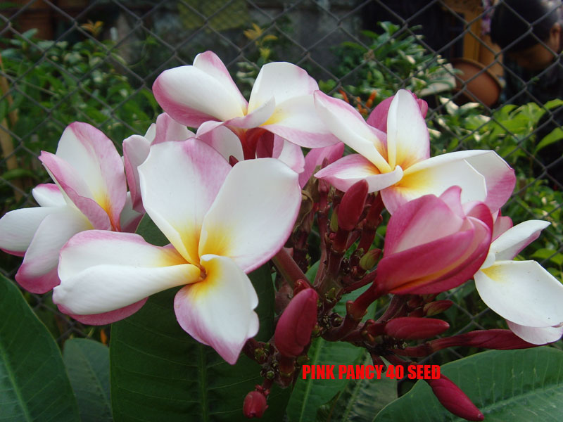 Plumeria -  Pink Pancy