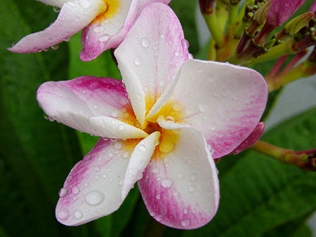 Plumeria -  Patum