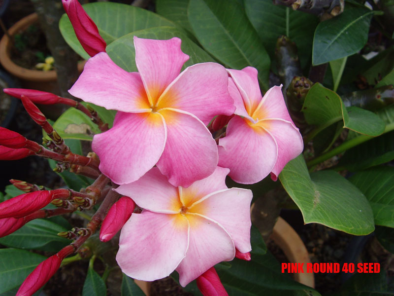 Plumeria -  Pink Round