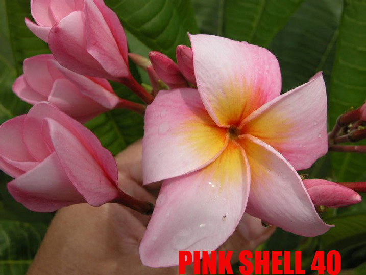 Plumeria -  Pink Shell