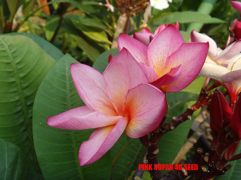 Plumeria -  Pink Supan