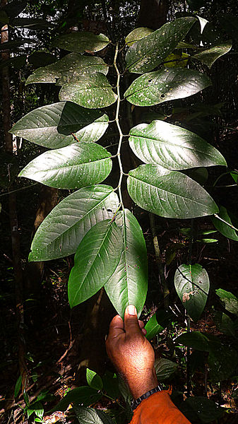 Piper arboreum