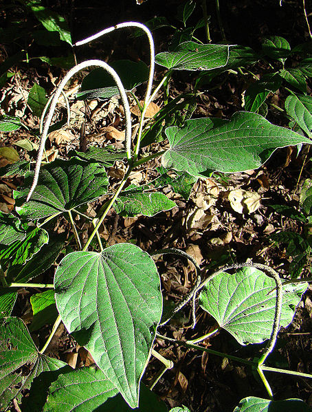 Piper Marginatum
