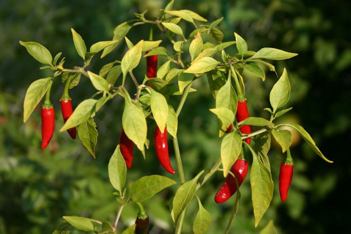 Bird Eye - African - Piri Piri - Capsicum annuum