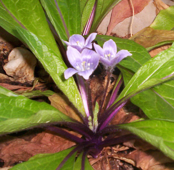 Alrunerod - Mandragora officinarum
