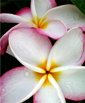 Plumeria - Lady Fruit