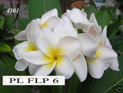 Plumeria - White Beauty
