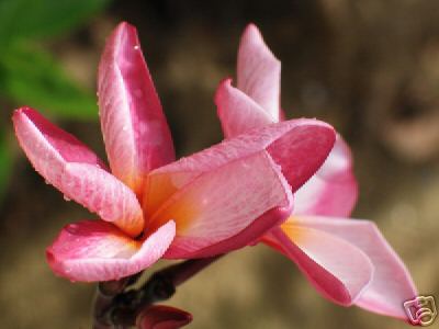 Plumeria - Pink Hawaii