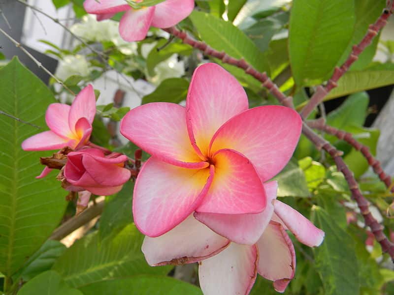 Plumeria Mix  -  Blandede Farver/varianter