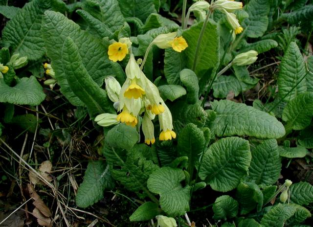 Primula - Veris