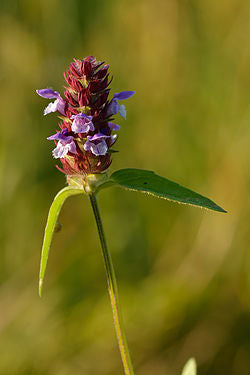 Almindelig Brunelle - Prunella vulgaris
