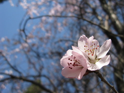 Vild Fersken - Prunus davidiana