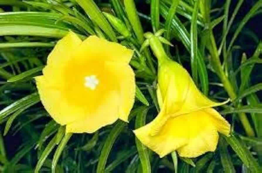 Prydplante - Cascabela thevetia