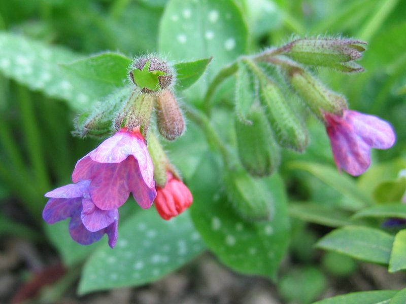 Hvidplettet Lungeurt - Pulmonaria officinalis