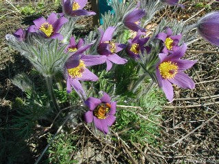 Opret Kobjælde - Anemone pulsatilla