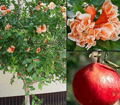 Granatæble - Punica granatum