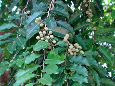 Putranjiva roxburghii