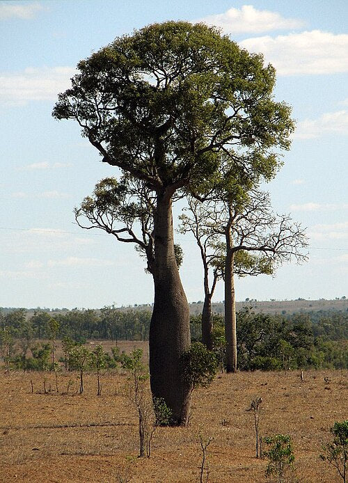 Queensland bottle tree - Brachychiton Rupestris