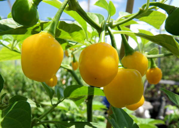 Quintisho - C. chinense