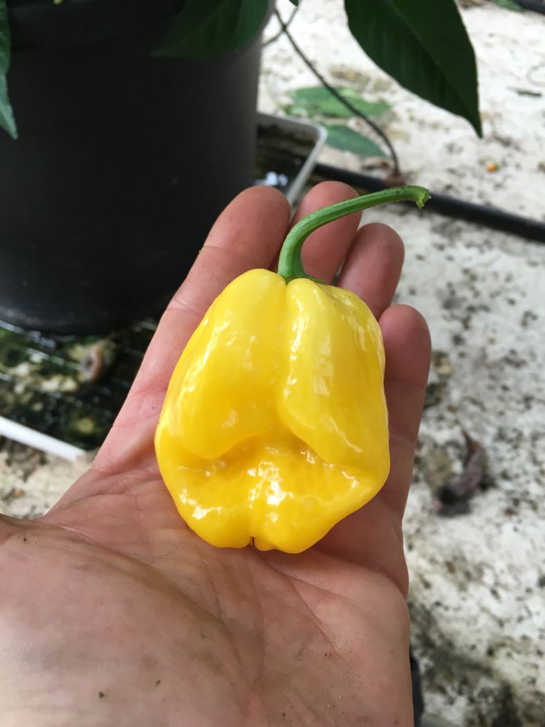 Rimmerhus Big Yellow - 100 gram