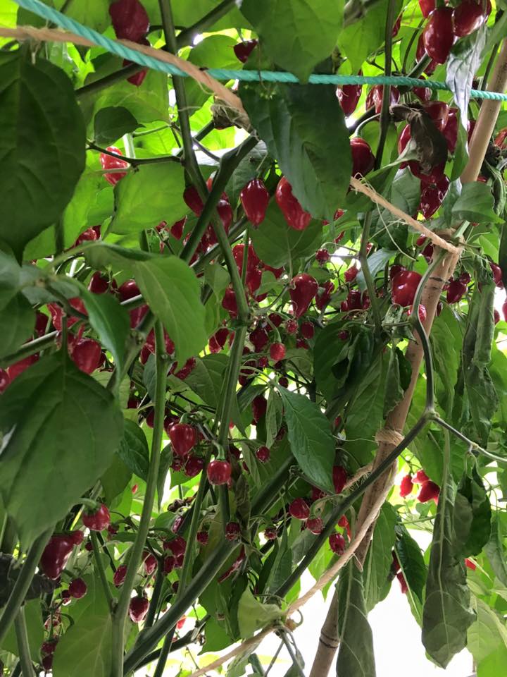 Rimmerhus Petite Rouge  - C. chinense