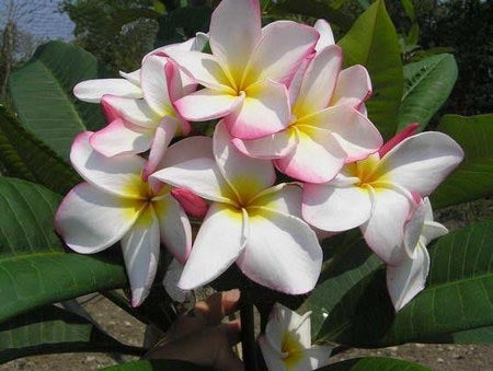 Plumeria -  Rainbow Cup