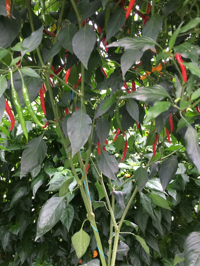 Red Cobra - 50 gram