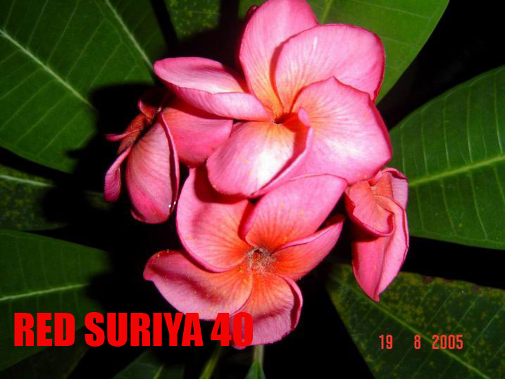 Plumeria -  Red Suriya