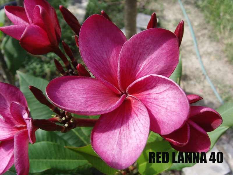 Plumeria -  Red Lanna