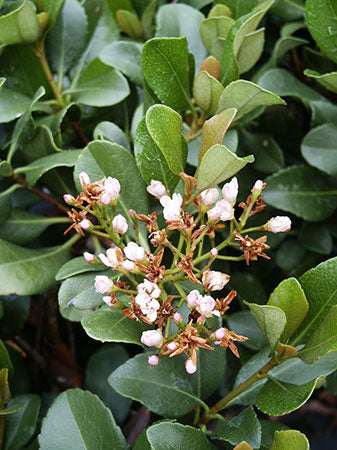 Indisk Havtorn - Rhaphiolepis unbellata