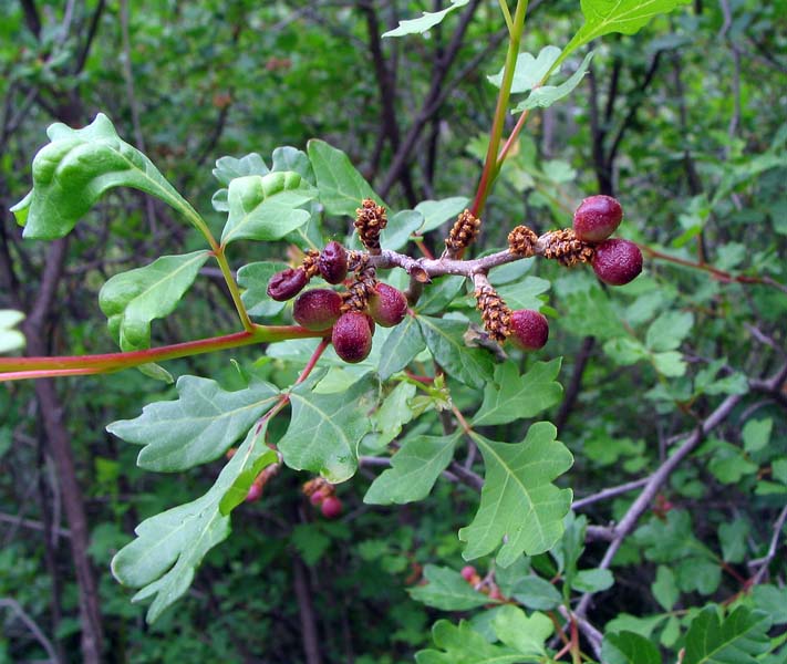 Trelppet Sumak - Rhus trilobata