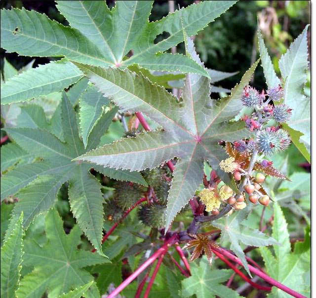 Olieplante / Kristpalme - Ricinius communis