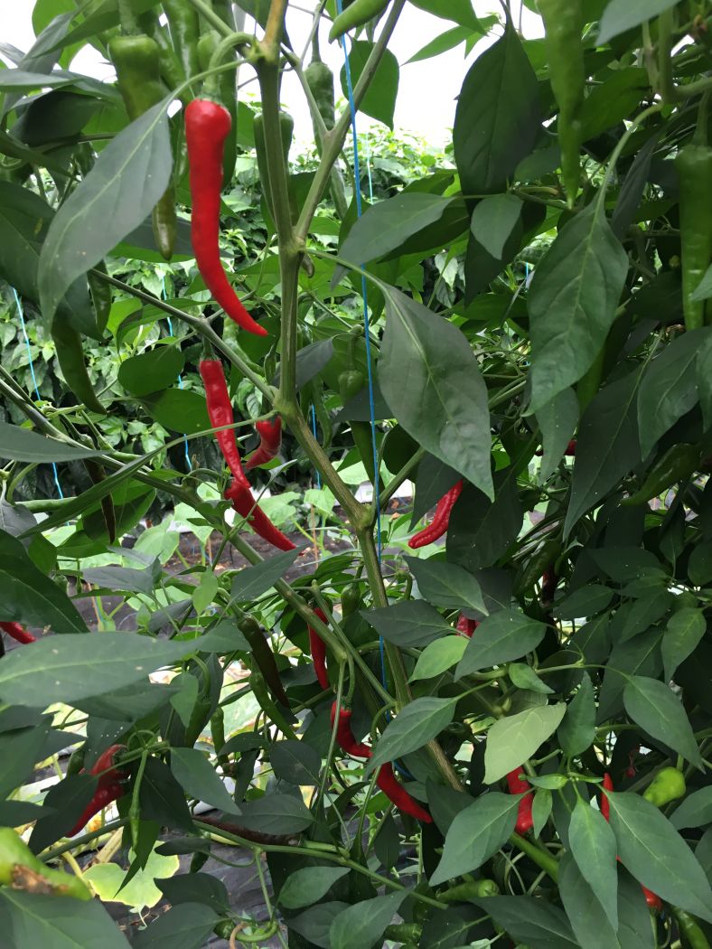 Ring of Fire - C. annuum