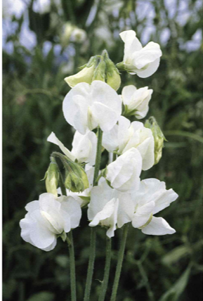 Ærteblomst - Lathyrus Odoratus - Royal white