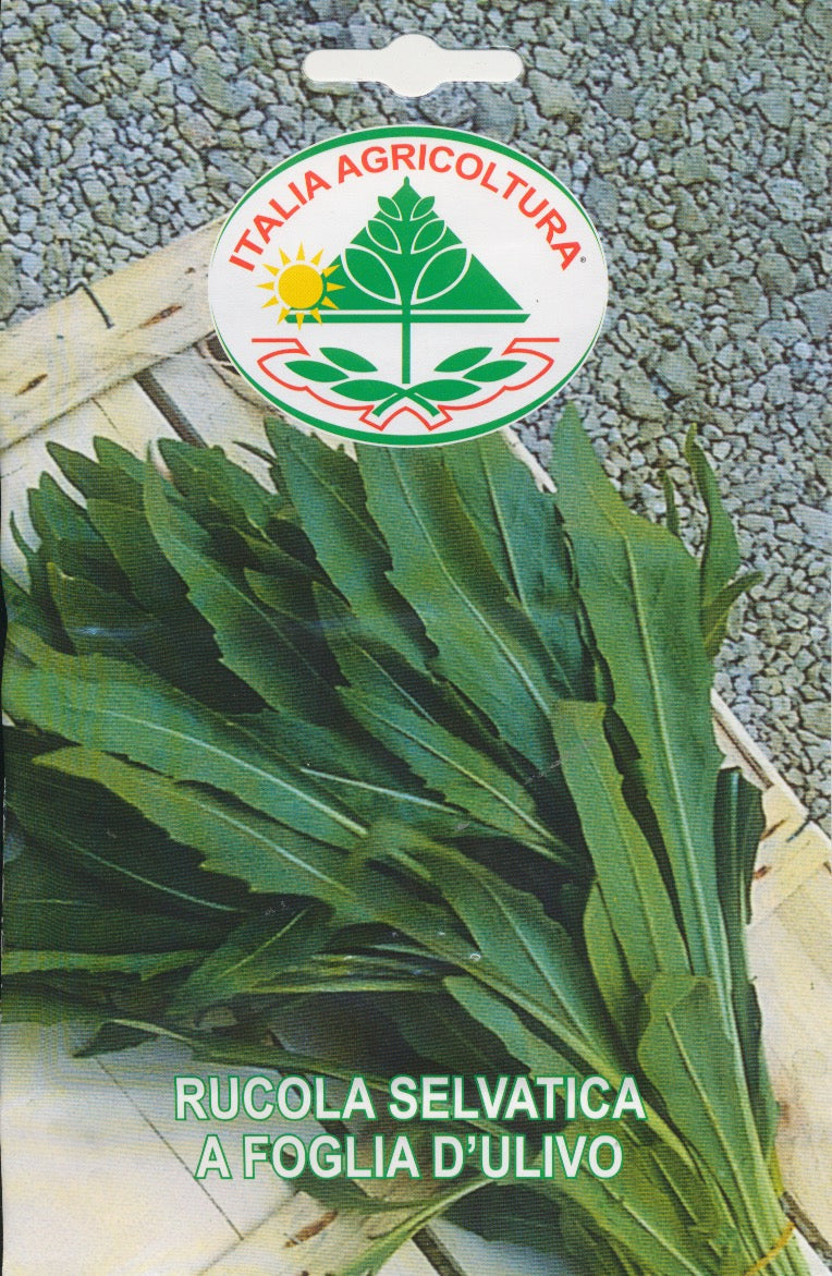 Salat, Rucola - Selvatica A Foglia D'Ulivo