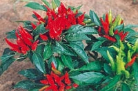 Salmon - C. annuum - Plante