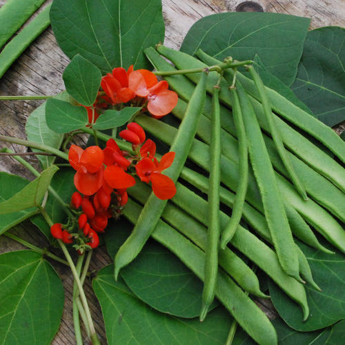 Pralbønne - Scarlet Emperor - Phaseolus coccineus