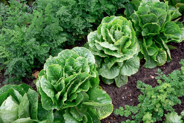 Lojoits Green - Salat