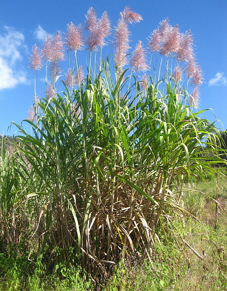 Almindelig Sukkerrør - Saccharum officinarum