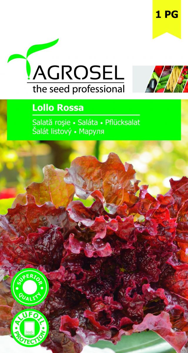 Pluksalat - Lollo rossa