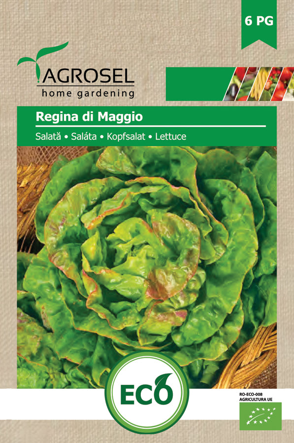 Salat - Regina di Maggio ØKO - PG6