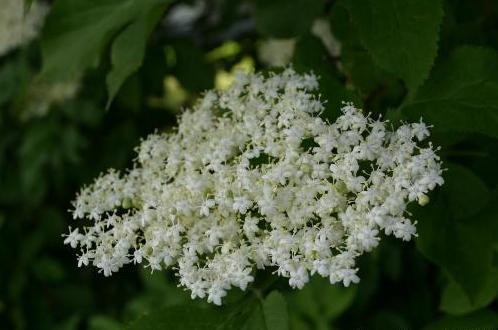 Canadisk Hyld - Sambucus canadensis
