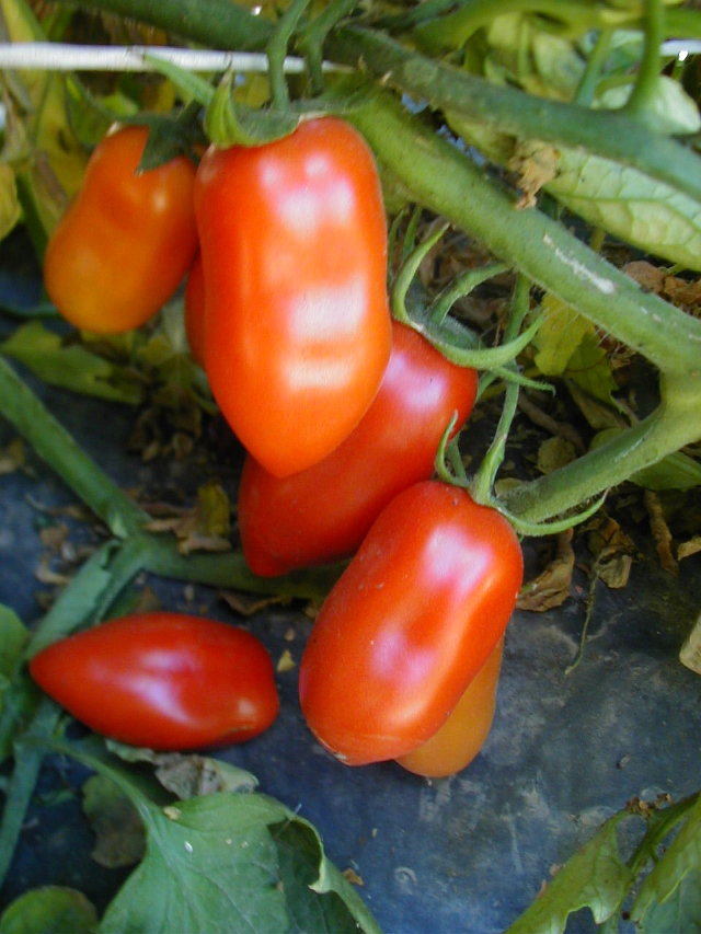 San marzano