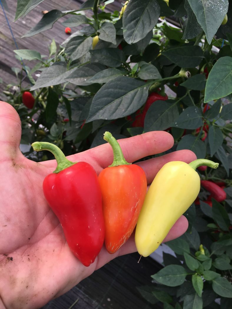 Santa Fe Grande - chili - 100 gram