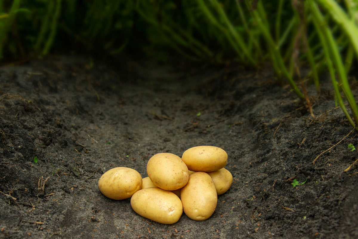 Bondens Bedste - SAVA 10 kg - Læggekartoffel