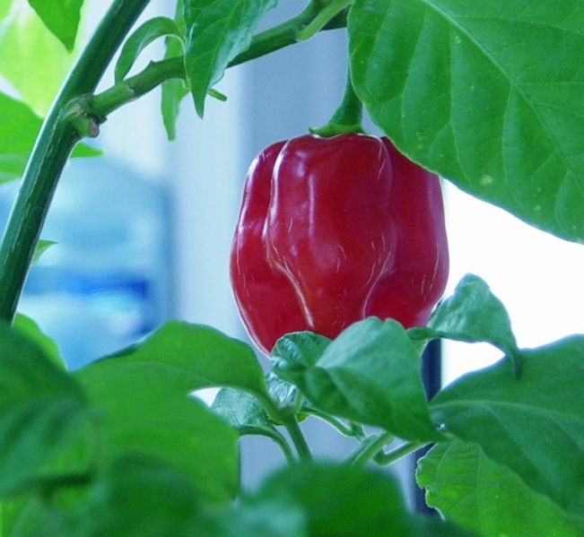 Habanero Red Savina - C. chinense
