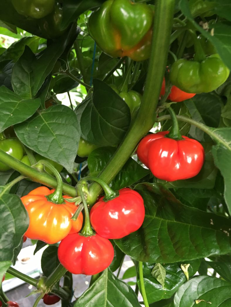 Jamaican Hot Scotch Bonnet Red - 100 gram